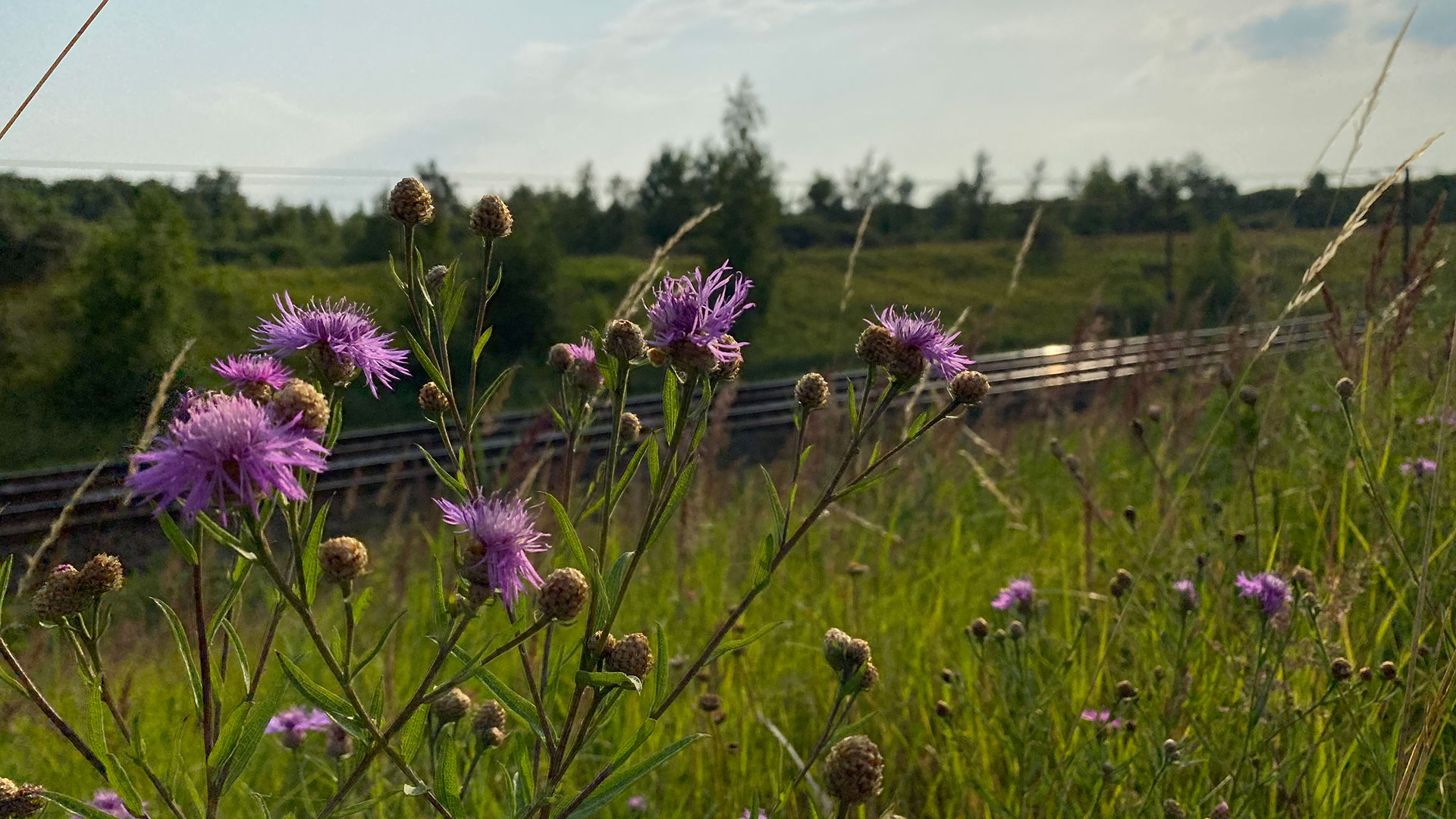 Blomster langs banen