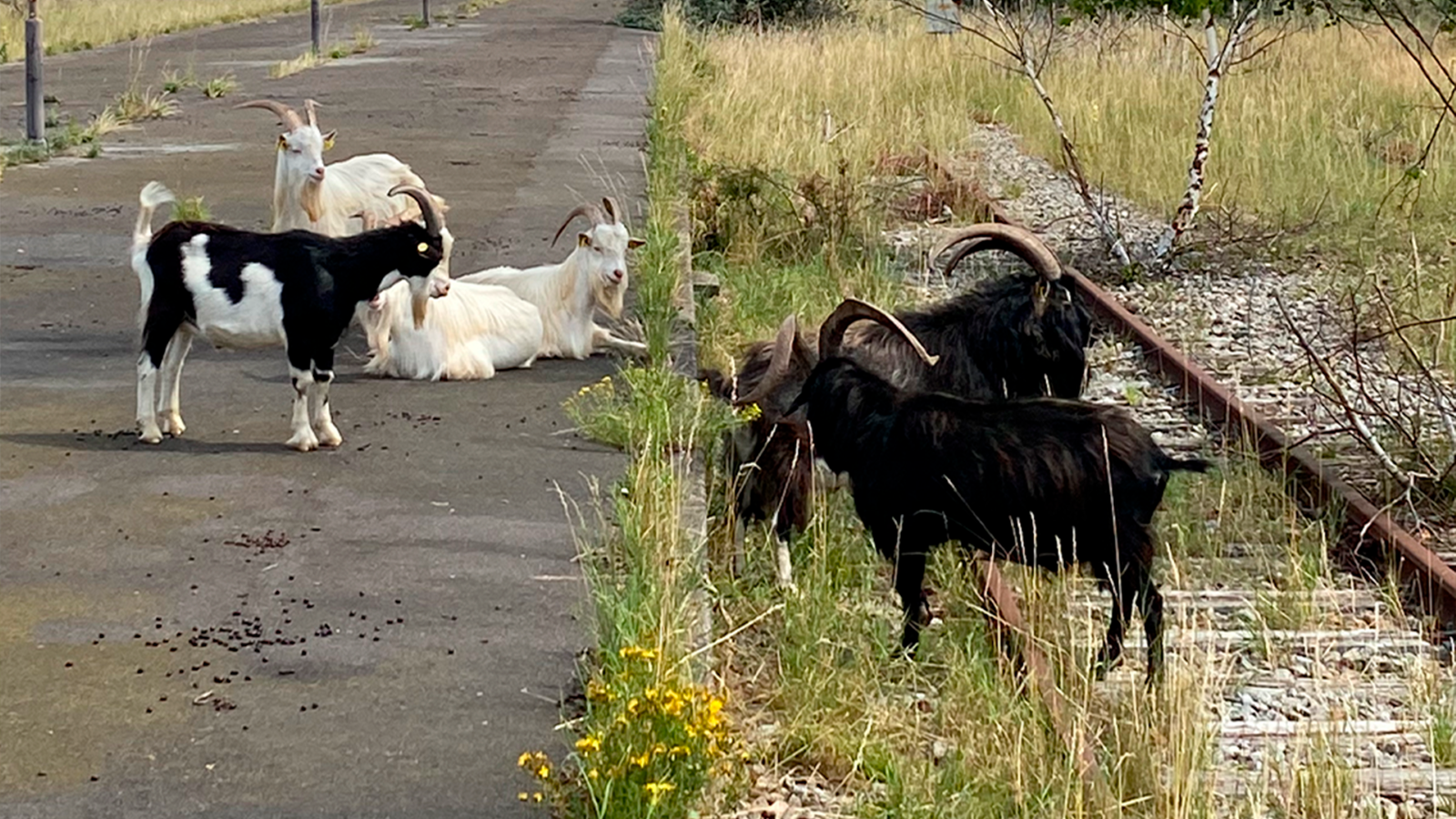 gederne på rødbyhavn