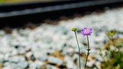 Blomst langs banen