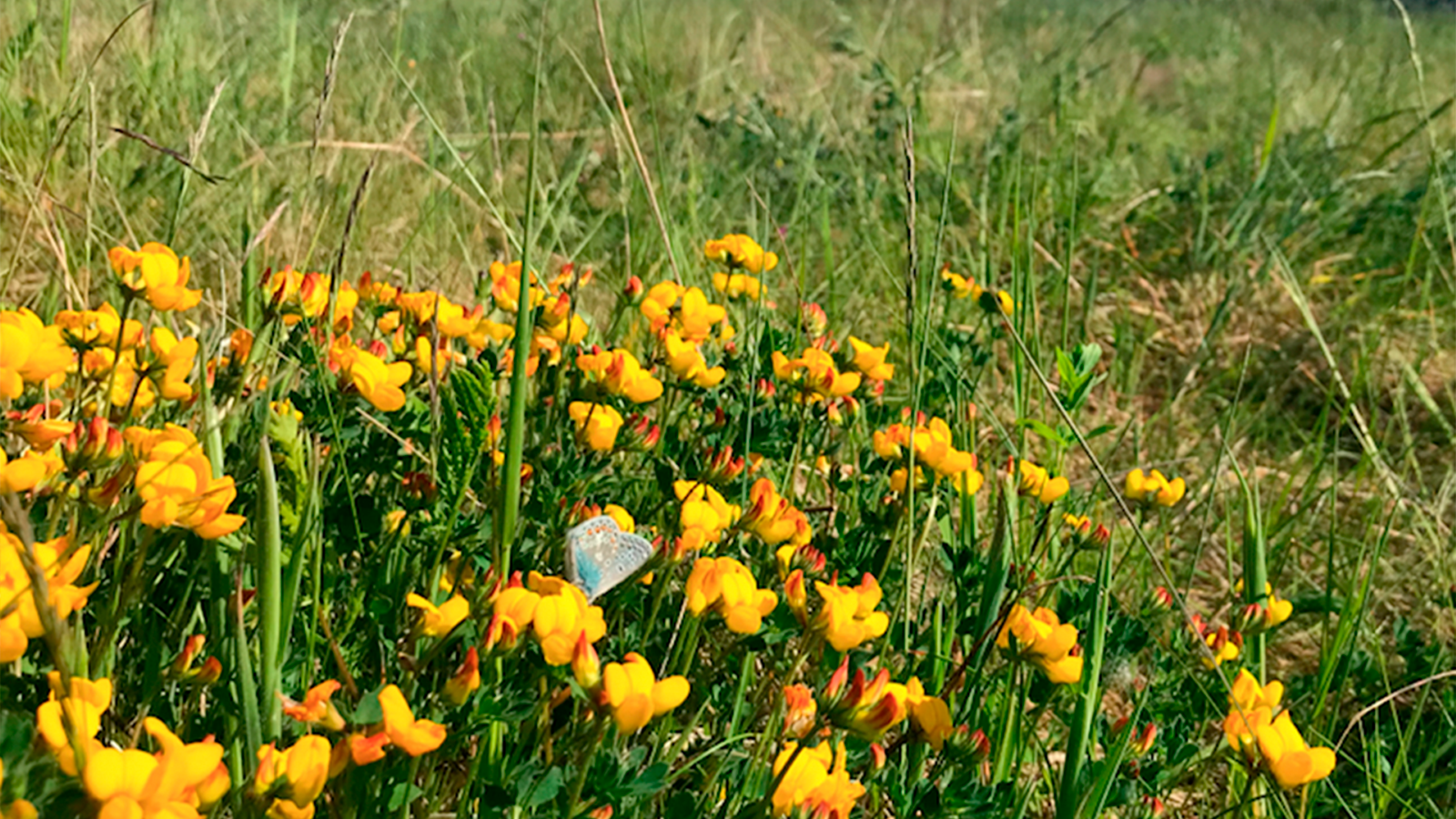 blomsterfloret på baneterrænet ved struer