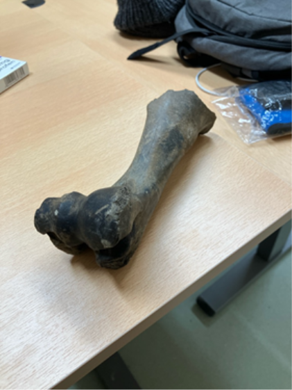 Knogle fra tamokse, der blev fundet under sporarbejdet i Aarhus